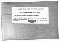 Ramularia heraclei image